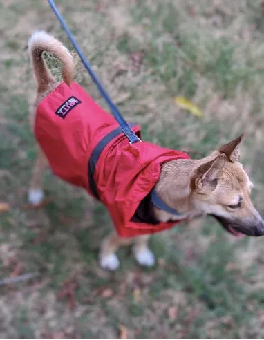 Mutt Of Course Raincoat For Dogs - (Red & Blue Color) Sizes Available